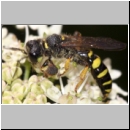 Crabro cribrarius - Grabwespe m07 12mm.jpg